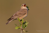 Pale Rock Sparrow (Carpospiza brachydactyla)
