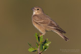 Pale Rock Sparrow (Carpospiza brachydactyla)