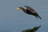 Great Cormorant (Phalacrocorax carbo)