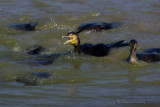 Great Cormorant (Phalacrocorax carbo)