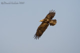 Eastern Imperial Eagle (Aquila heliaca)