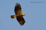 Eastern Imperial Eagle (Aquila heliaca)