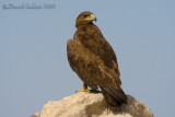 Steppe Eagle (Aquila nipalensis)