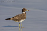 Sooty Gull (Larus hemprichii)