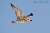 Heuglins Gull (Larus heuglini ssp heuglini)