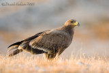 Steppe Eagle (Aquila nipalensis)