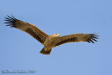 Eastern Imperial Eagle (Aquila heliaca)