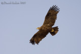 Steppe Eagle (Aquila nipalensis)