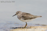 Temmincks Stint (Calidris temminckii)