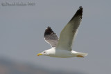 Heuglin's Gull (Larus heuglini - taymirensis type?)