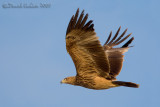 Eastern Imperial Eagle (Aquila heliaca)
