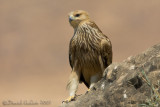 Eastern Imperial Eagle (Aquila heliaca)