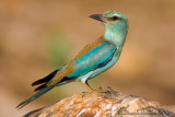 European Roller (Coracias garrulus)