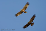 Eastern Imperial Eagle (Aquila heliaca) and Steppe Eagle (Aquila nipalensis)