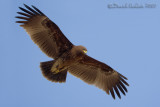 Spotted Eagle (Aquila clanga)