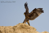 Spotted Eagle (Aquila clanga)