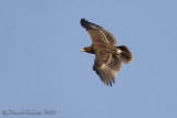 Spotted Eagle (Aquila clanga)