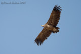 Lapped-faced Vulture (Torgos tracheliotus)