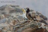 Egyptian Vulture (Neophron percnopterus)