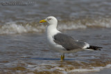 Heuglin's Gull (Larus heuglinii - taymirensis type?)