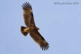 Spotted Eagle (Aquila clanga)