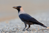 House Crow (Corvus splendens)