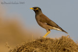 Common Mynah (Acridotheres tristis)