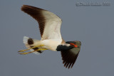 Red-wattled Lapwing (Vanellus indicus)