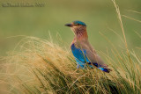 Indian Roller (Coracias benghalensis)