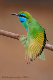 Arabian Green Bee-eater (Merops cyanophrys)