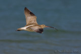 Eurasian Curlew (Numenius arquata ssp orientalis)