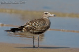 Sooty Gull (Larus hemprichii)