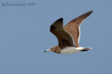 Sooty Gull (Larus hemprichii)