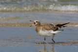 Sooty Gull (Larus hemprichii)