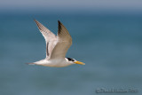 Lesser Crested Tern (Sterna di Ruppell)