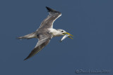 Swift Tern (Sterna di Bergius)