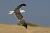 Heuglins Gull (Larus heuglinii)