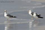 Heuglin's Gull (Larus heuglinii)