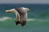 Heuglin's Gull (Larus heuglinii)