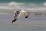 Heuglins Gull (Larus heuglinii)