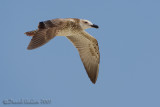 Heuglin's Gull (Larus heuglinii)