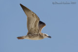 Heuglin's Gull (Larus heuglinii)