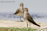 Collared Pratincole (Glareola pratincola)