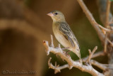 Ruppells Weaver (Ploceus galbula)