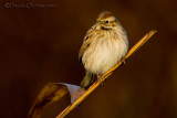 Reed Bunting (Emberiza schoeniclus)