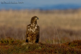 White-tailed Eagle (Haliaaetus albicilla)