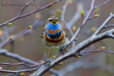 Bluetroath (Luscinia svecica ssp svecica)