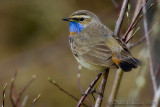 Bluetroath (Luscinia svecica ssp svecica)