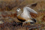 Dotterel (Eudromia morinellus)