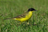 Black-headed Yellow Wagtail (Motacilla flava ssp feldegg)